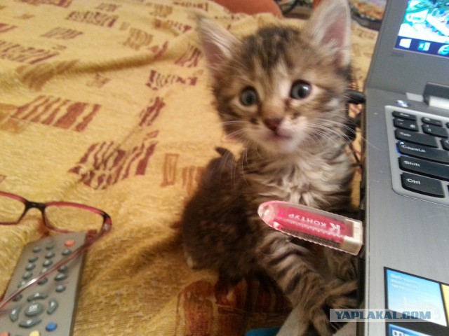 Ждут усыновления свежевыращенные котята)))