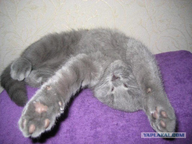 Пост невероятной кошачьей красоты. 25 фот.