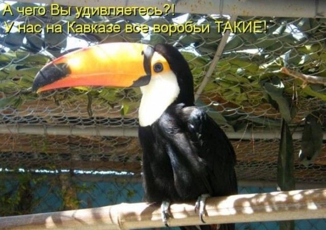 Смешные картинки
