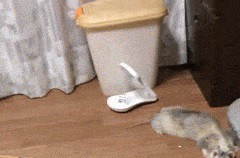 Режим маскировки вкл.  Уровень маскировки: Кот