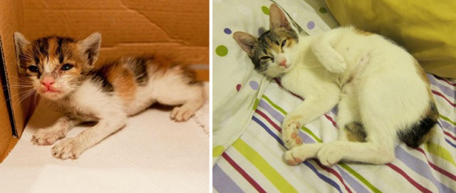 25 котят, которые так быстро выросли