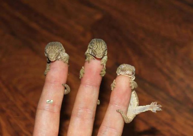Картинки разные из сети