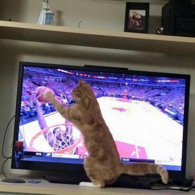 Коты из сети
