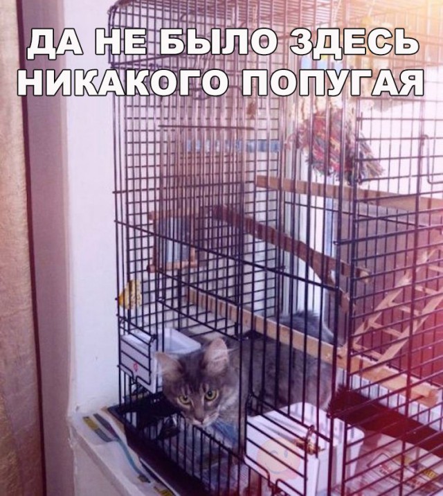 Подборка безудержного веселья