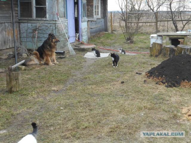 Жизнь домашнего приюта для котеек 156