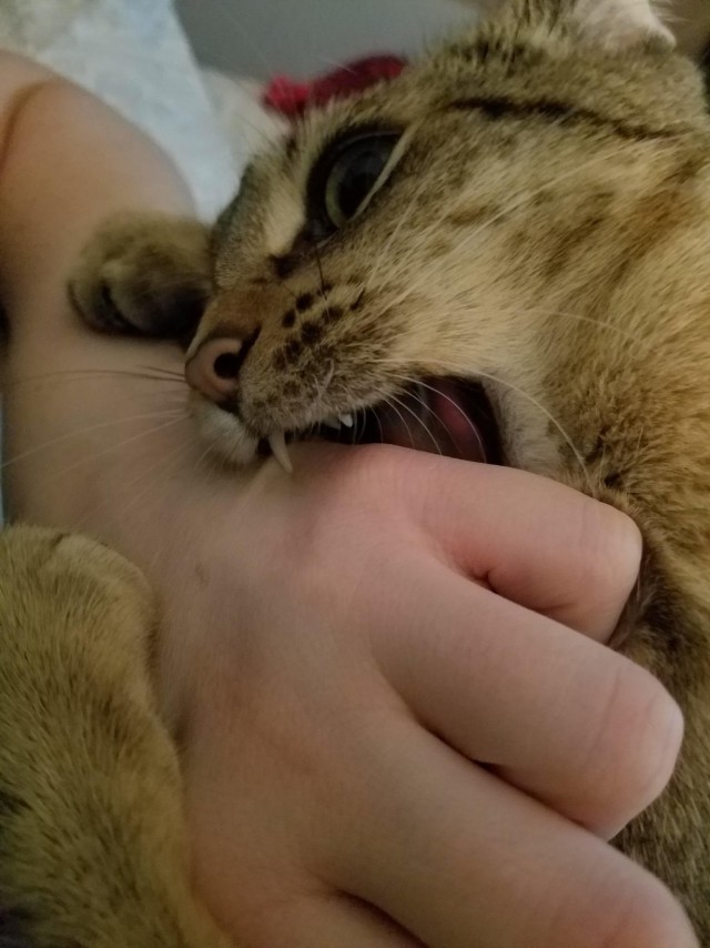 Коты и Кошки