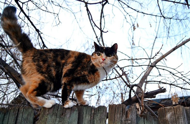 Коты и Кошки