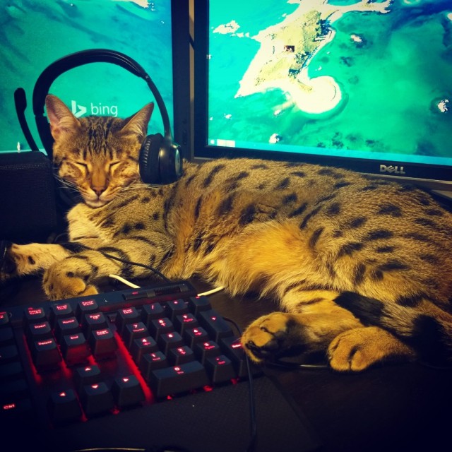 Коты и Кошки