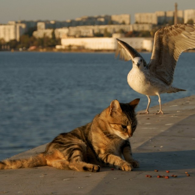 Коты и Кошки