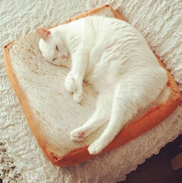 Коты и Кошки