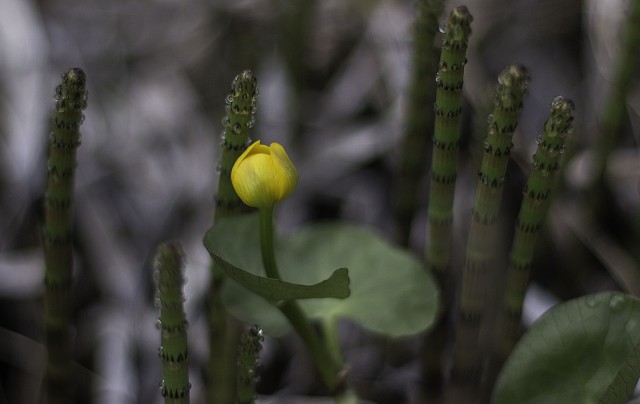 Просто Природа