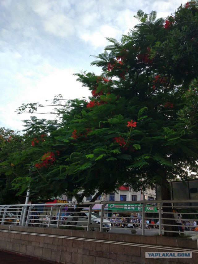 ХАЙНАНЬ. Записки путешественника. Часть первая.