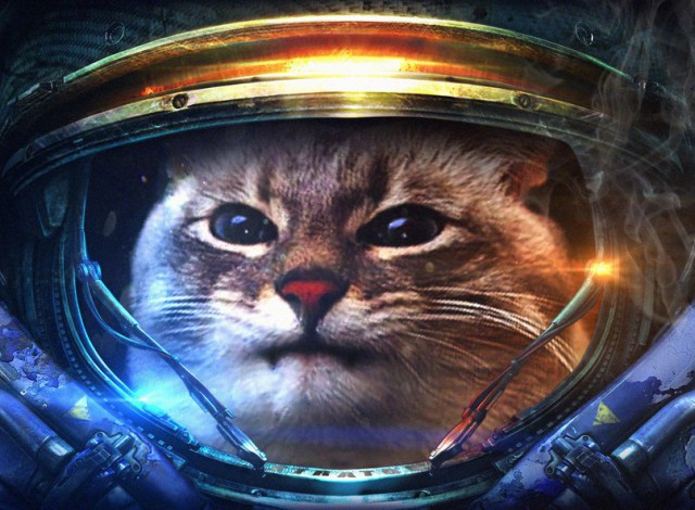 Котовторник ждали? А вот и он!