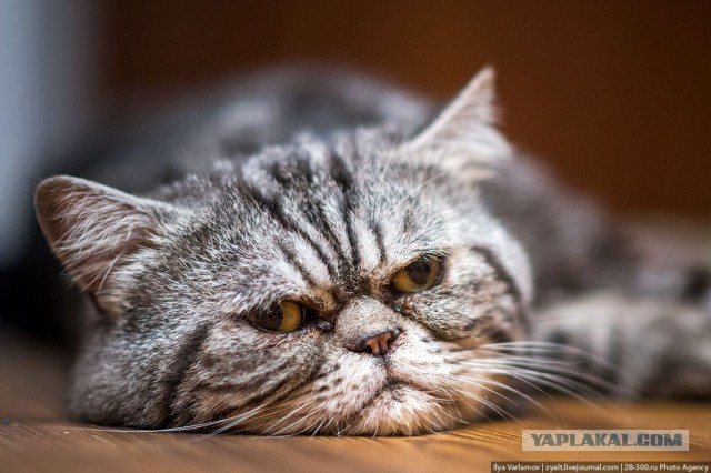 Клещи. Жидкий дым