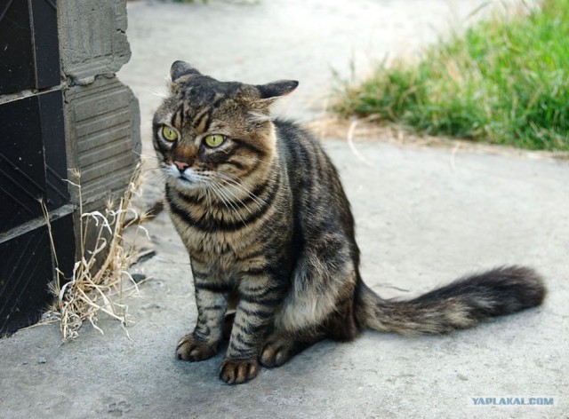 Котовторник в ЯПонии (58 фот)