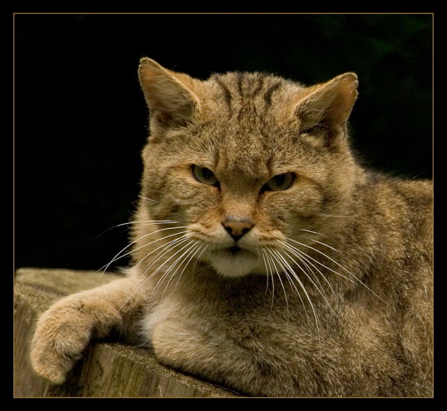 Котовторник ужасов (36 фот)