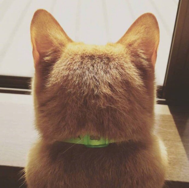 Прикольных котов пост