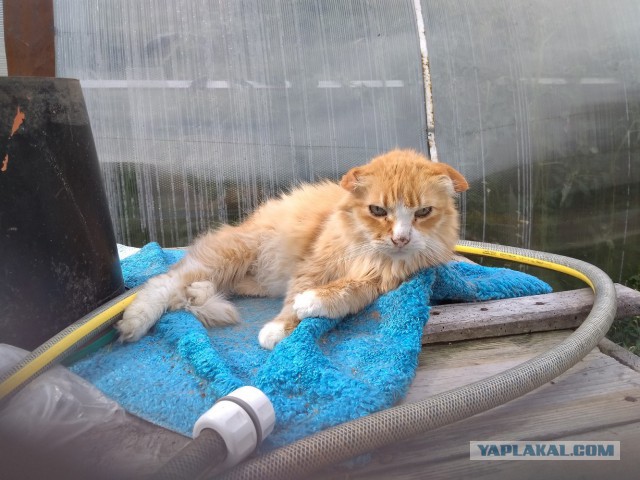 Жизнь домашнего приюта для котеек 232