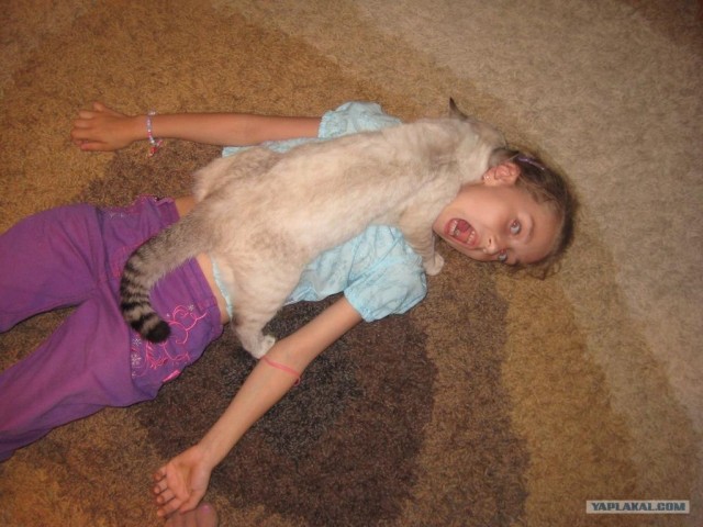 Котовторник!