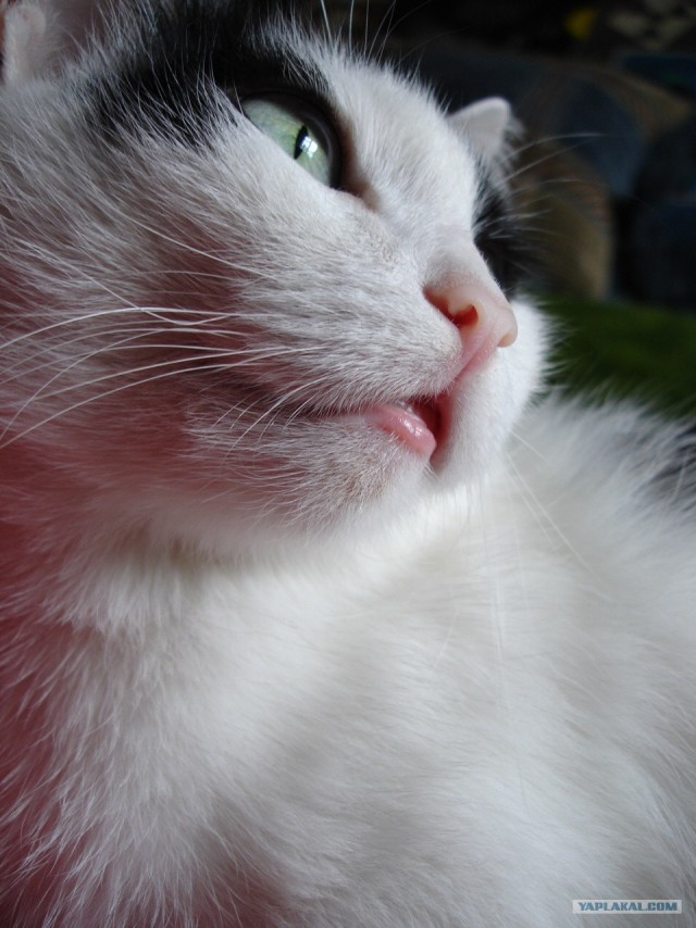 Котовторник, для любителей кошек
