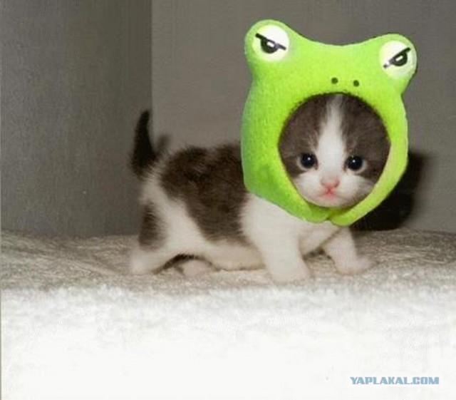 Котовторник так котовторник!