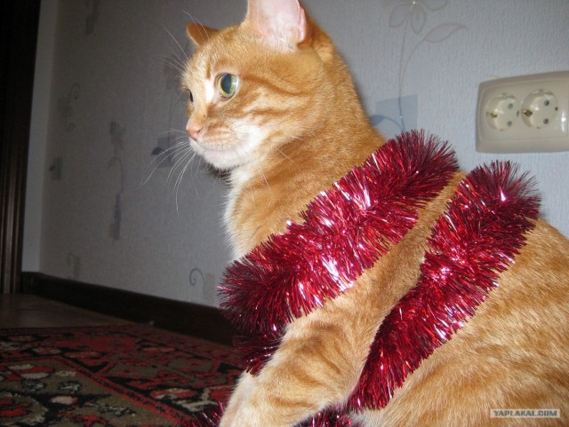 Котовторник! 08.11.11