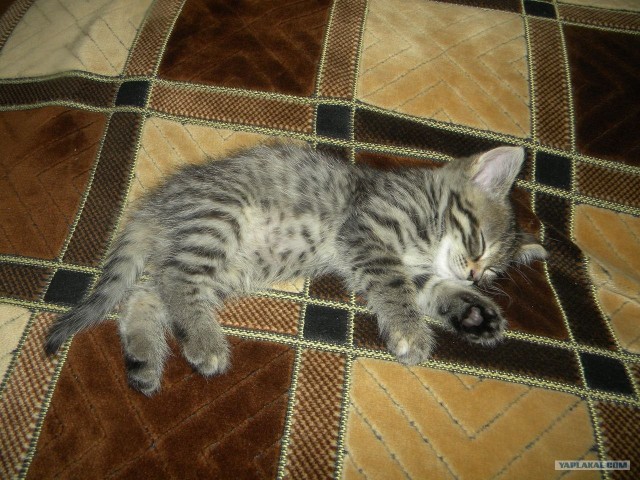 Котовторник (10.01.2012)