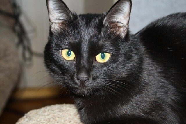 Котовторник! 13.03.2012