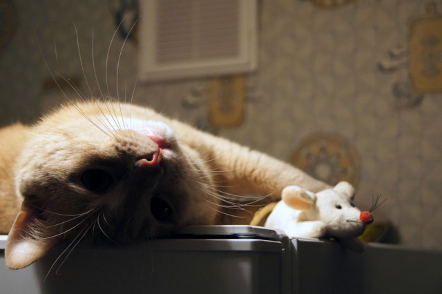 Котовторник 1 мая 2012