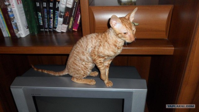 Котовторник 24.07.2012