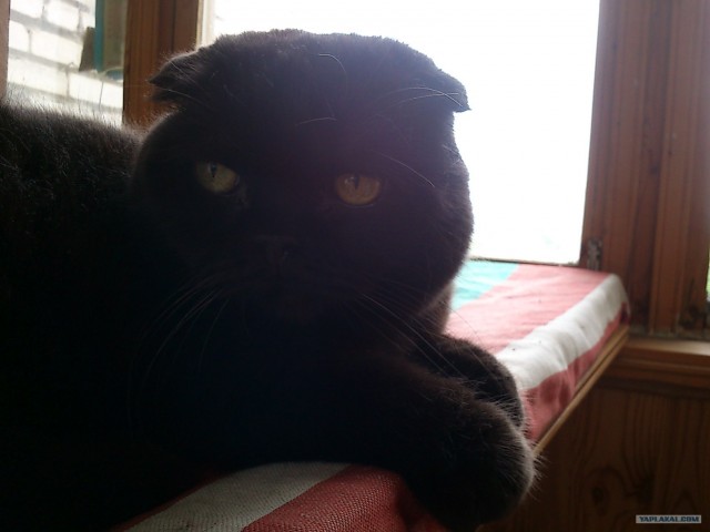 Котовторник 07.08.2012