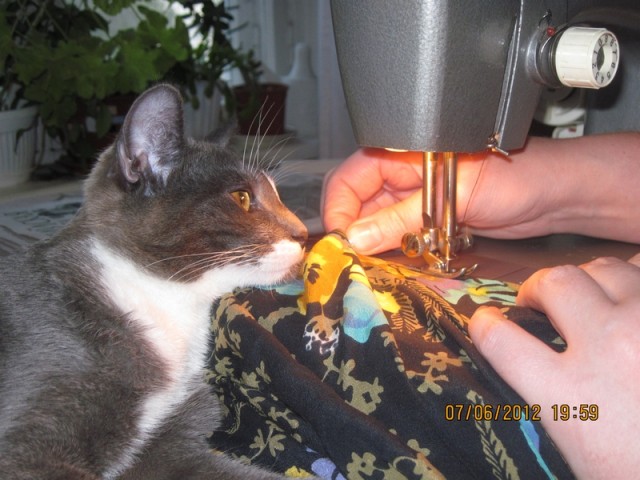 Котовторник  16.10.12