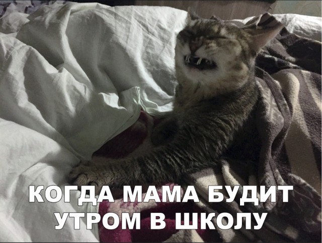 Забавные фото котеек