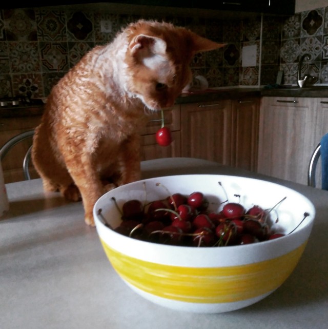 Котовторник!