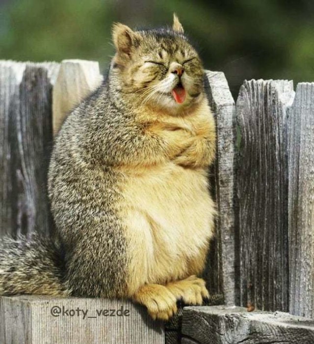 Коты везде