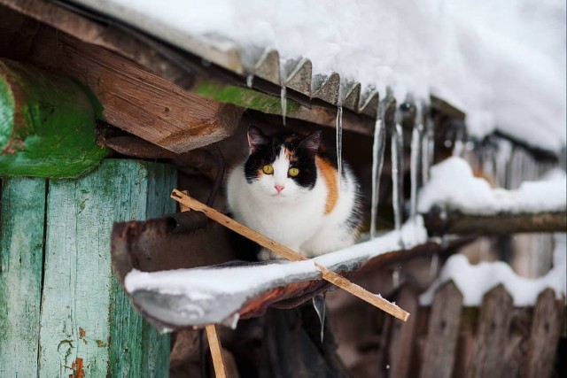 Деревенские котейки