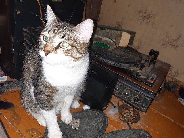 Коты, которые спят где попало и как попало