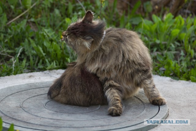 Котовторник