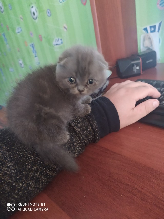 Чуток картинок не про вирус  18.0.  Животные