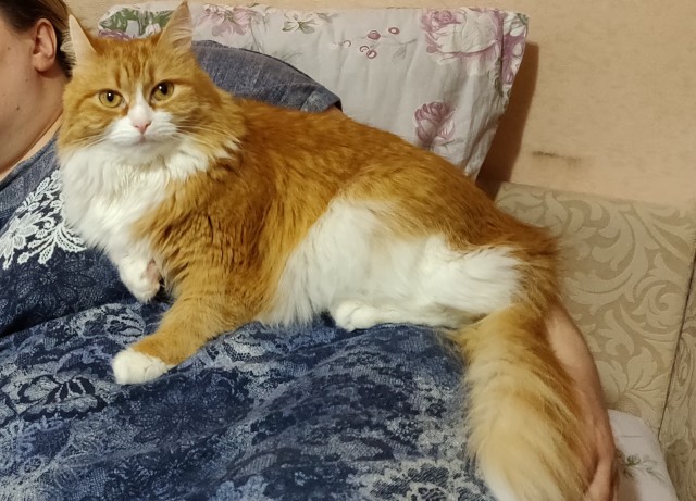 Котовторник 20.10.20