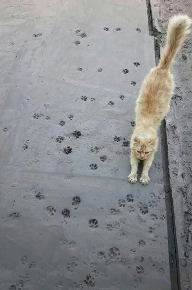 Фотографии, которые доказывают, что кошки самые большие сволочи