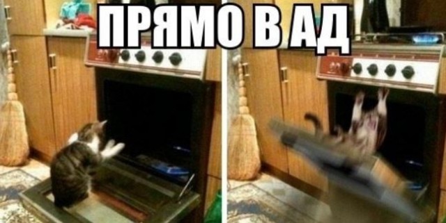 Мем с котом в аду
