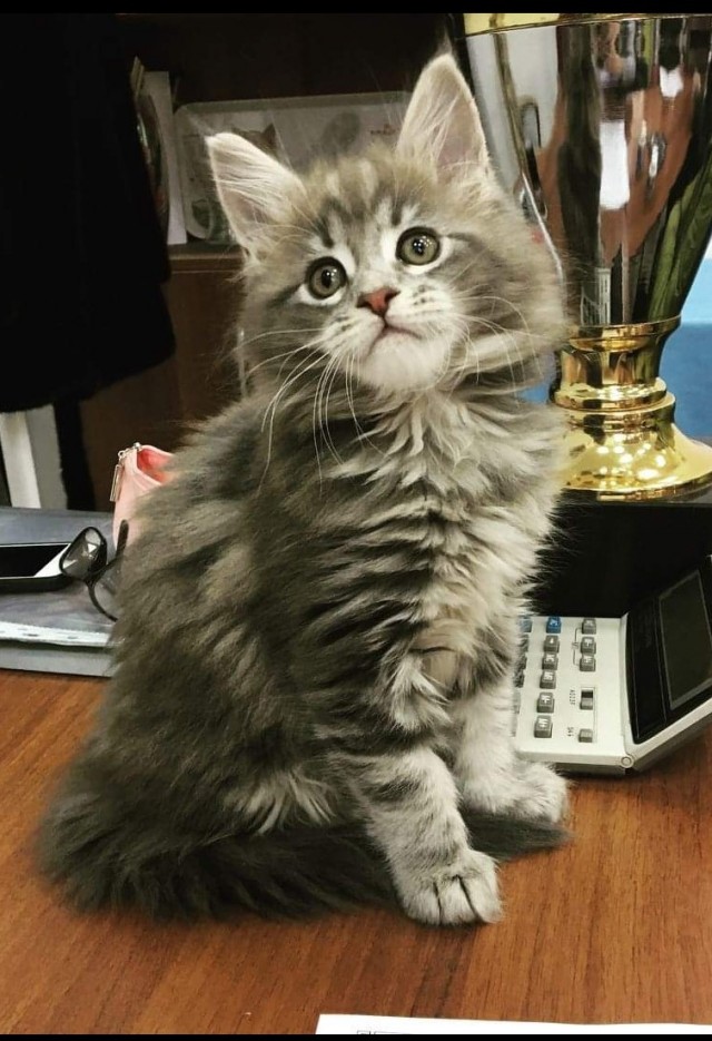 Котовторник. Мои котейки