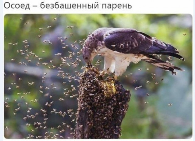 Картинки и мемы для настроения 003