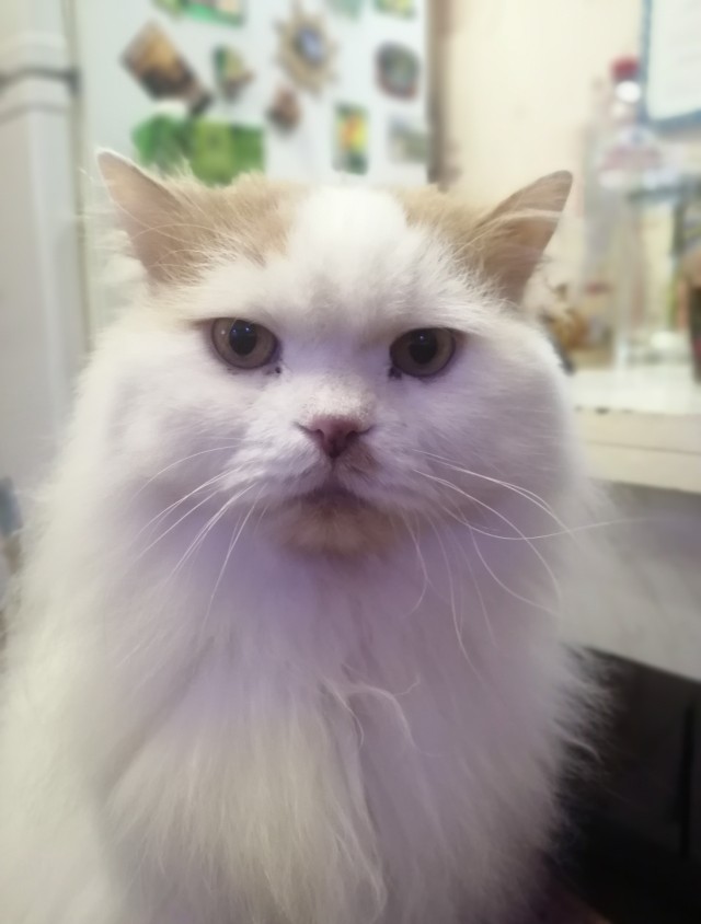 Котовторник!