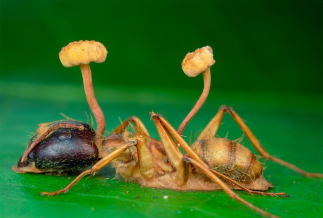 В США цикады под амфетамином устраивают беспорядочные оргии, пока у них не отвалятся гениталии