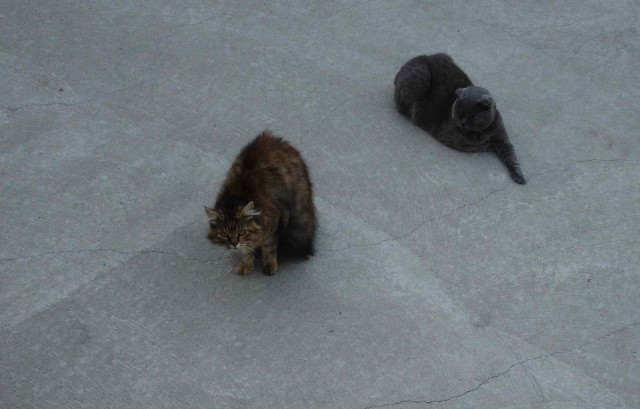 Всемирный день кошек