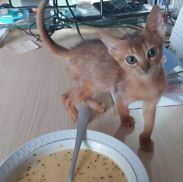 Котовторник 14.09.2021