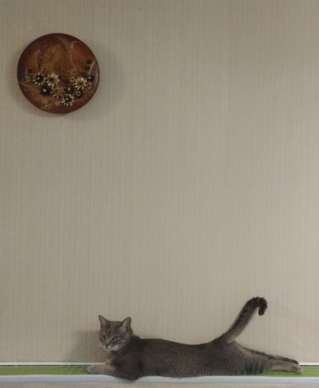 Котовторнику быть