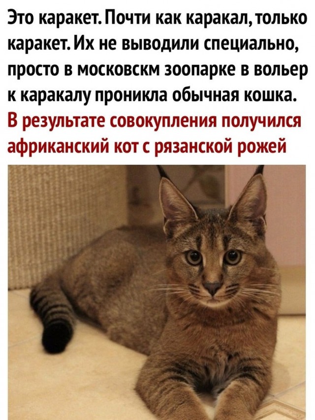 Баянисто-небаянистый юмор 6.12.21